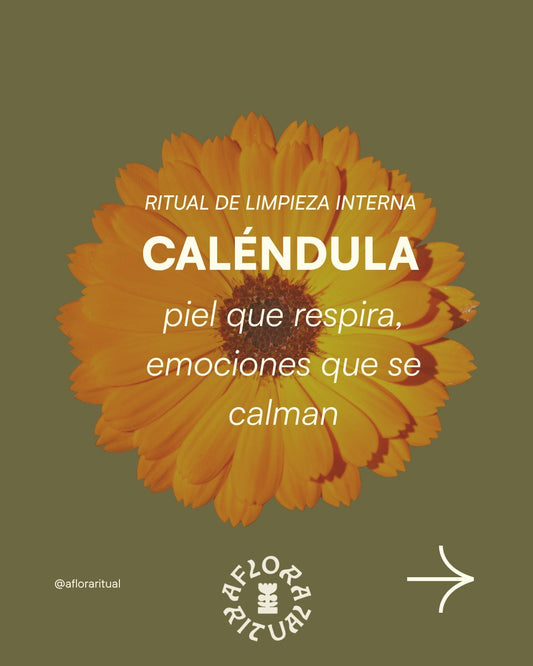 Caléndula: la flor que trabaja en silencio