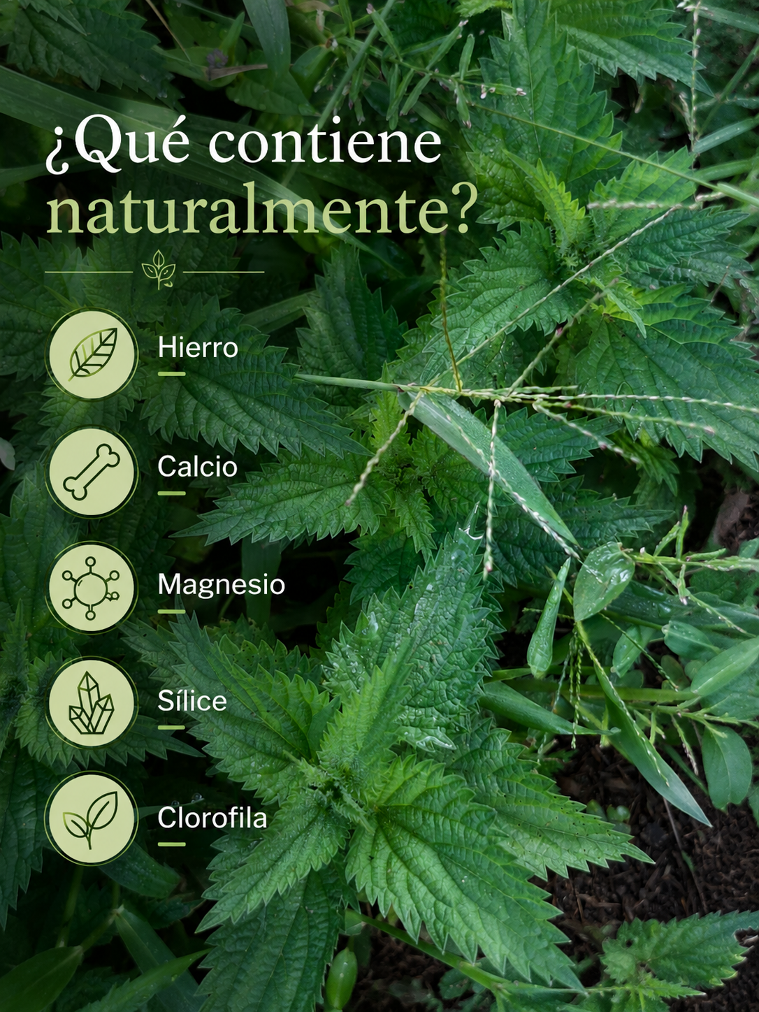 Ortiga- Urtica dioica