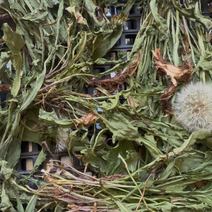 Diente de León - Taraxacum officinale