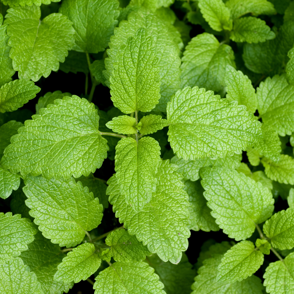 Toronjil - Melissa Officinalis