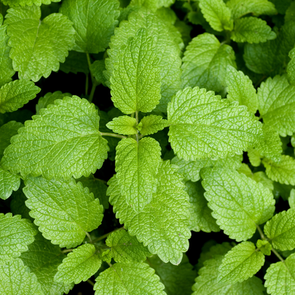 Toronjil - Melissa Officinalis