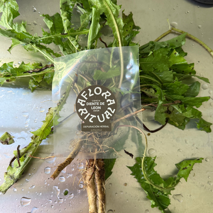 Diente de León - Taraxacum officinale