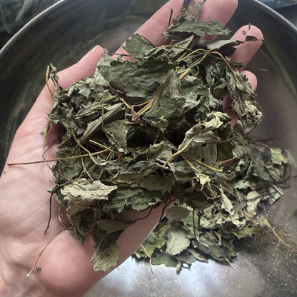 Toronjil - Melissa Officinalis