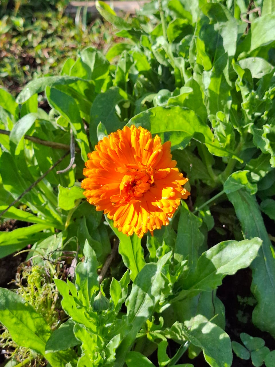 Caléndula - Calendula officinalis