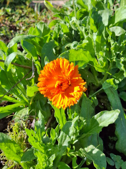 Caléndula - Calendula officinalis