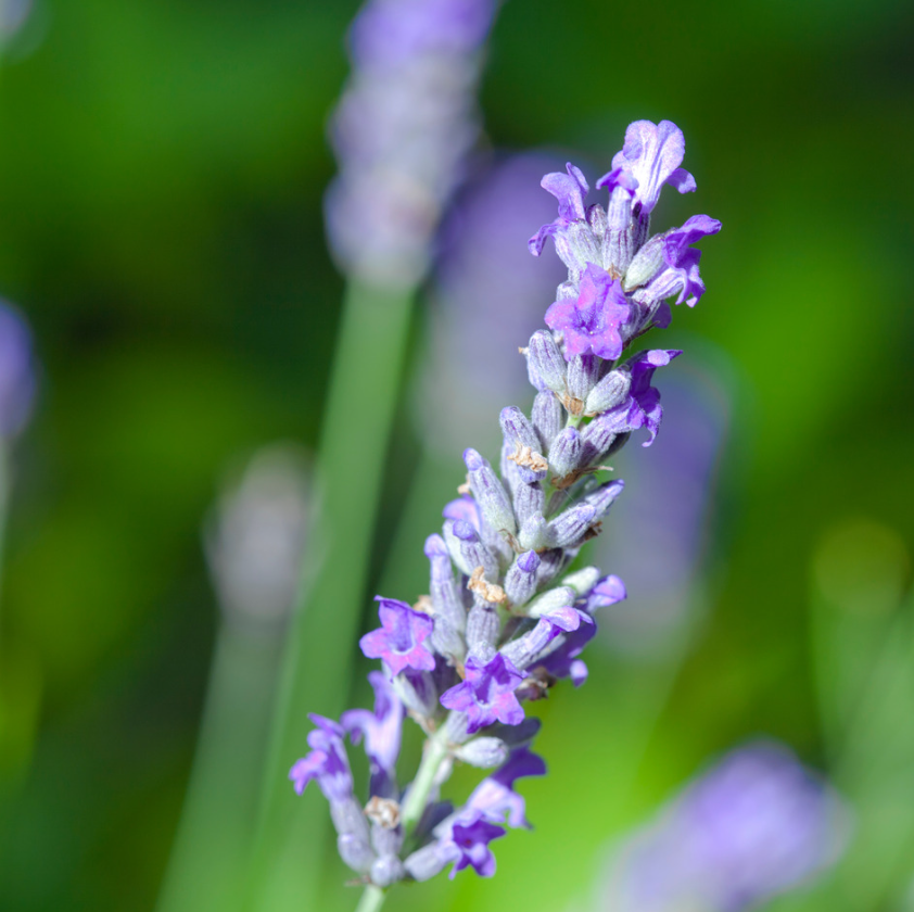 Lavanda - Lavandula angustifolia