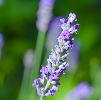 Lavanda - Lavandula angustifolia