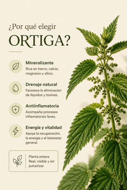 Ortiga- Urtica dioica