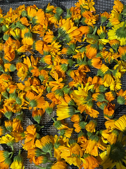 Caléndula - Calendula officinalis