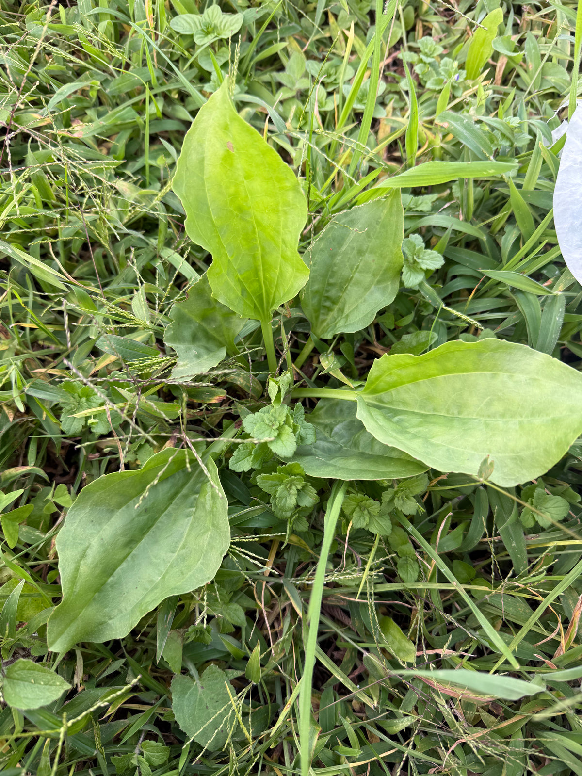 Llantén - Plantago Major