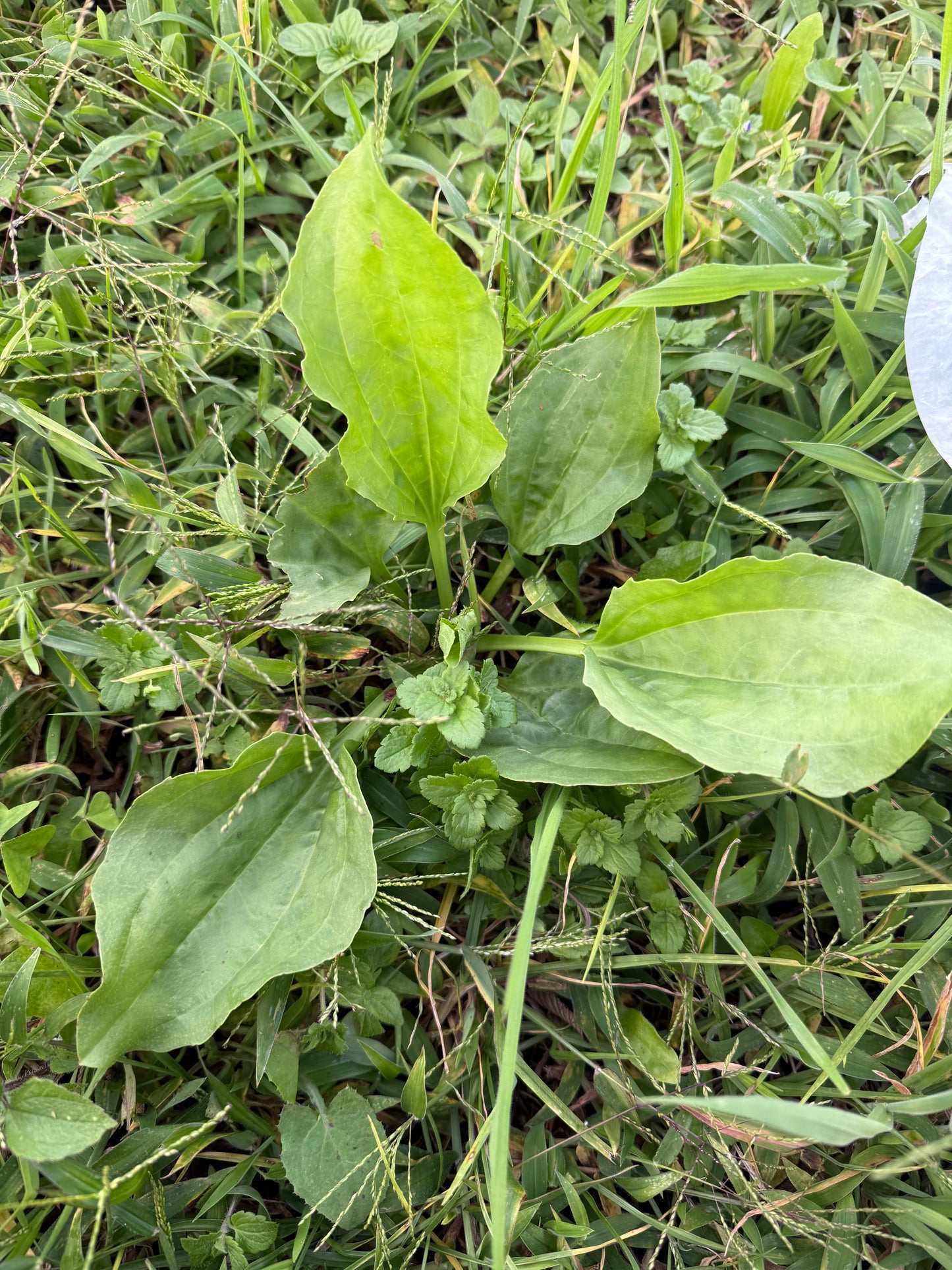 Llantén - Plantago Major