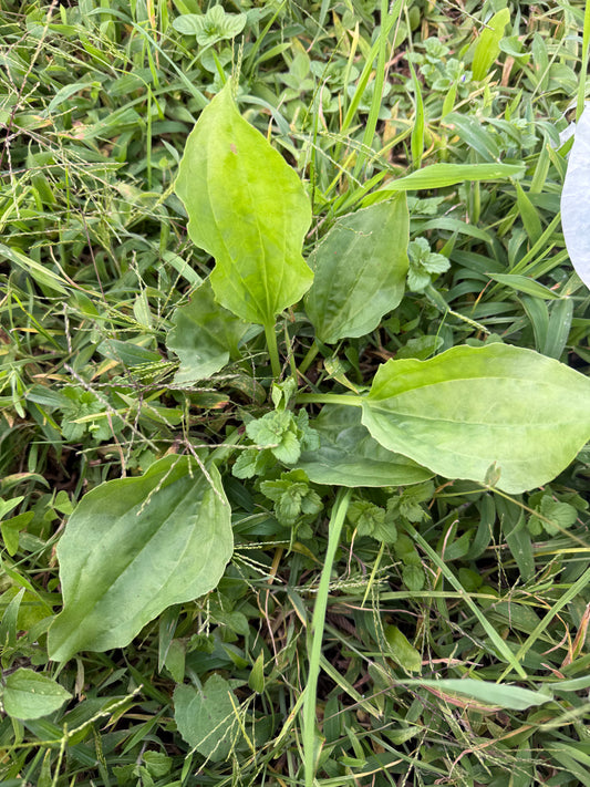 Llantén - Plantago Major