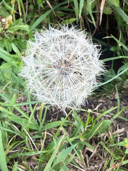 Diente de León - Taraxacum officinale