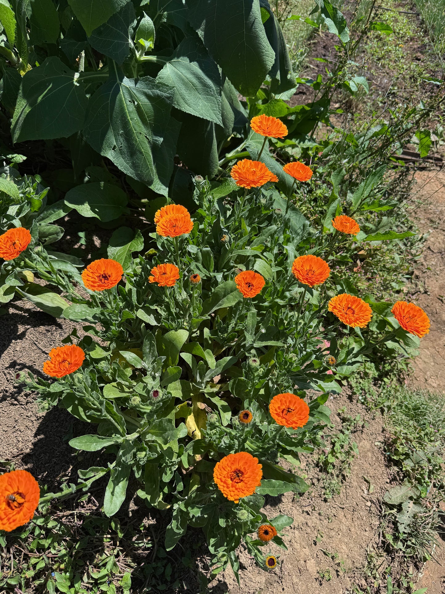 Caléndula - Calendula officinalis
