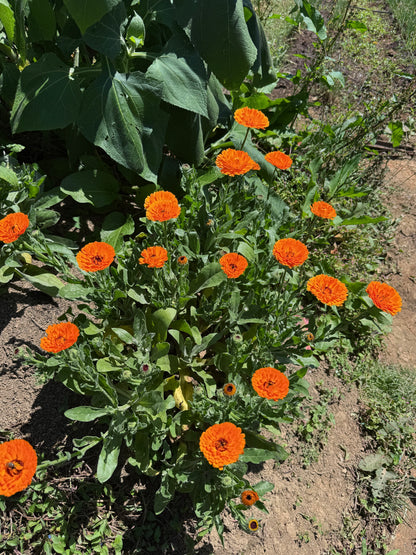 Caléndula - Calendula officinalis